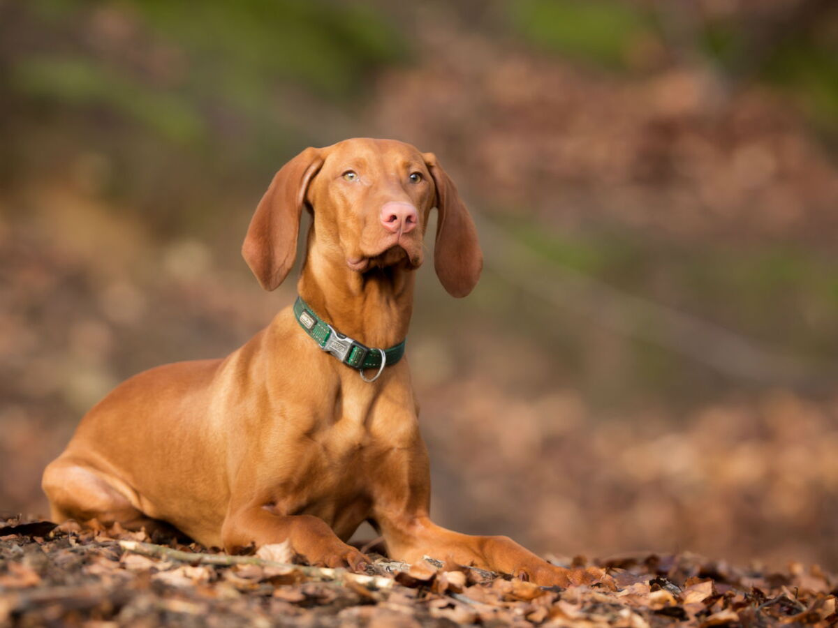 de quelle couleur est vizsla