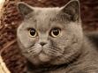 Le british shorthair, un chat indépendant