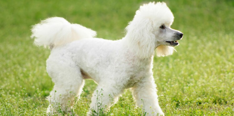 Le caniche  un chien bien de chez nous Femme Actuelle 