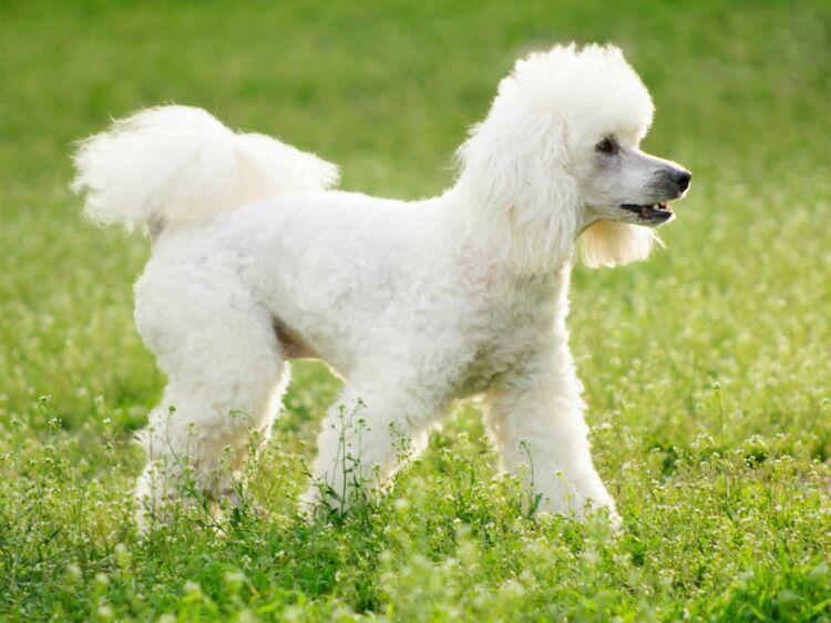 Le caniche  un chien bien de chez nous Femme Actuelle 