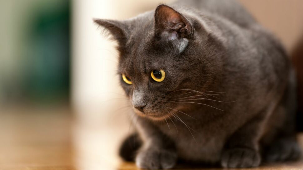 Le chartreux, un chat discret