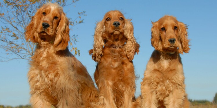 Le Cocker Anglais Un Chien Plein De Vie Femme Actuelle Le Mag