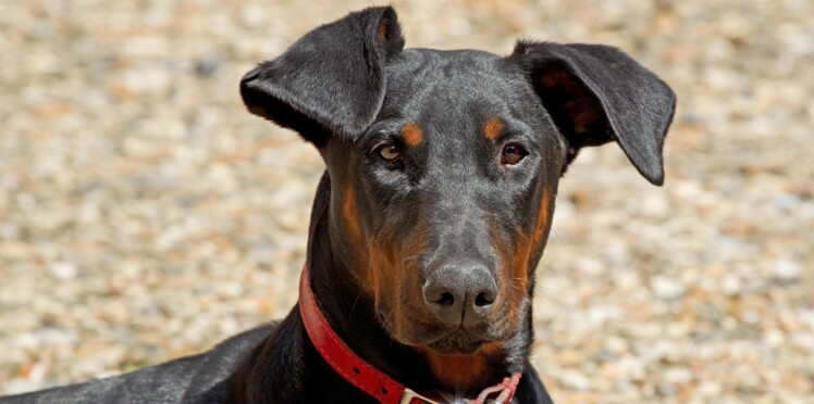 Le Dobermann Un Chien Qui A De La Classe Femme Actuelle