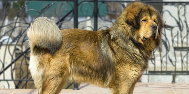 Le dogue du Tibet, un chien singulier