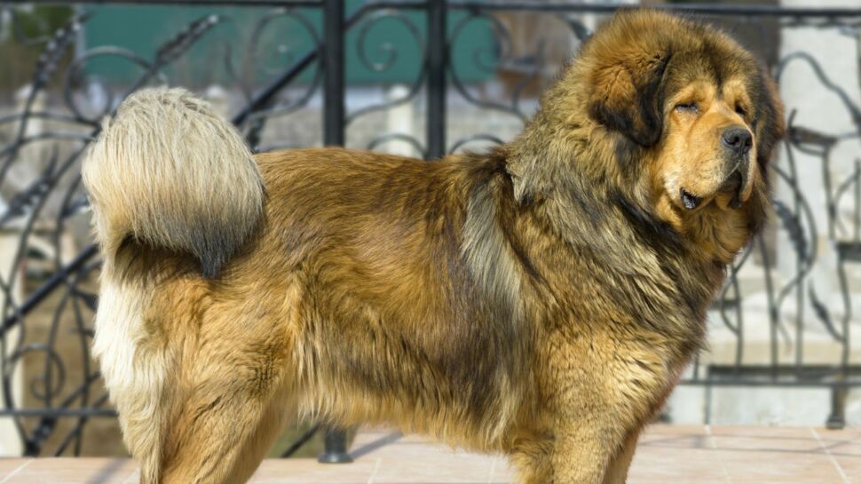 Le dogue du Tibet, un chien singulier