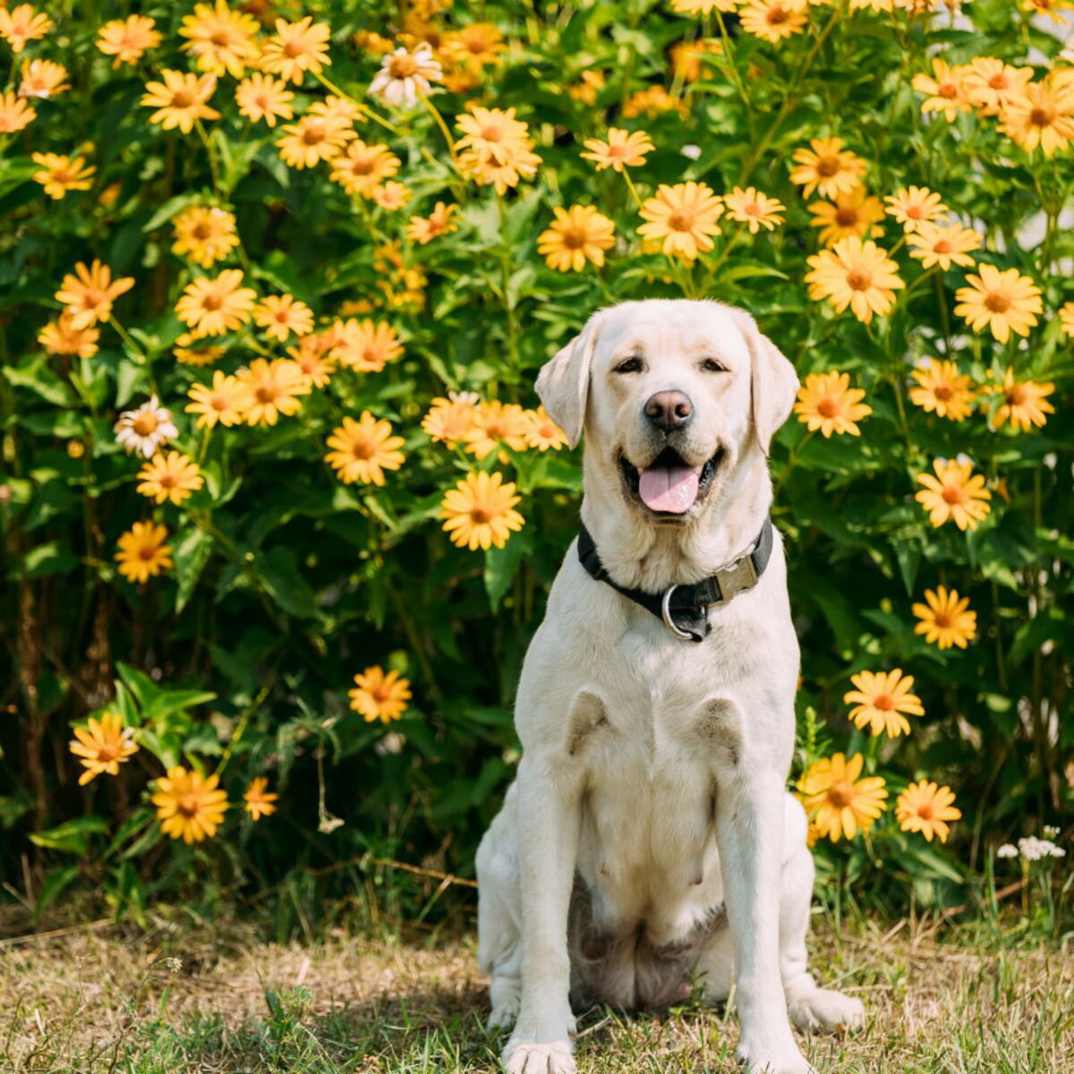 Le Labrador Un Chien Plein D Entrain Femme Actuelle Le Mag