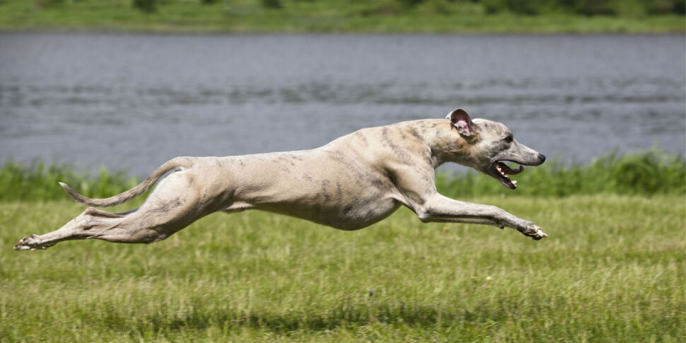 Bague Chien Lévrier (Whippet/Greyhound) En Or 18 Carats - Taille Ajustable 53 à 57, Neuve Avec étiquettes