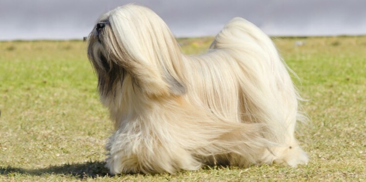 Le Lhassa Apso Une Adorable Boule De Poils Femme Actuelle