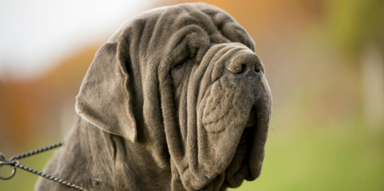 Le Mâtin De Naples Un Beau Chien Italien Femme Actuelle