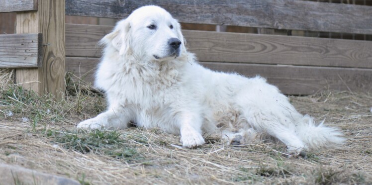 Le Montagne Des Pyrénées Un Chien Fait Pour La Nature