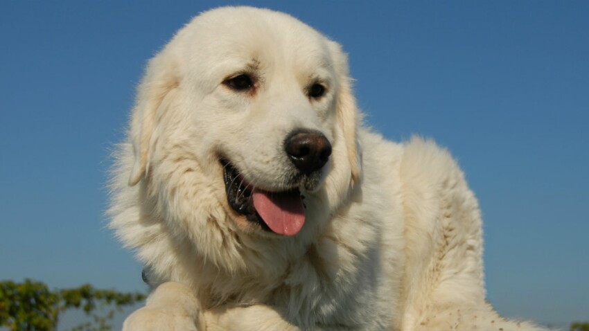 Le Patou Un Chien Qui Vient Des Pyrenees Femme Actuelle Le Mag