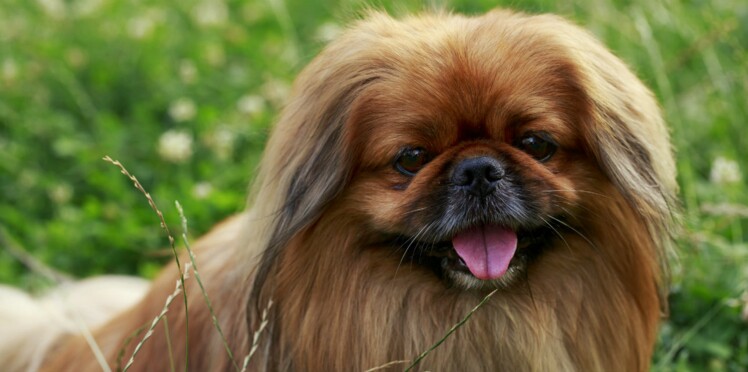 Le Pékinois Un Chien Petit Mais Costaud Femme Actuelle