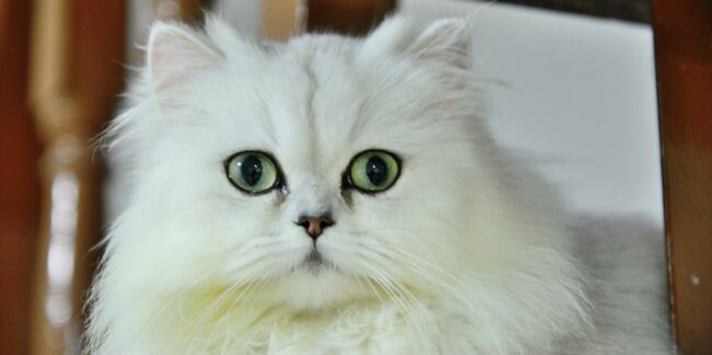 Le persan chinchilla, un chat raffiné