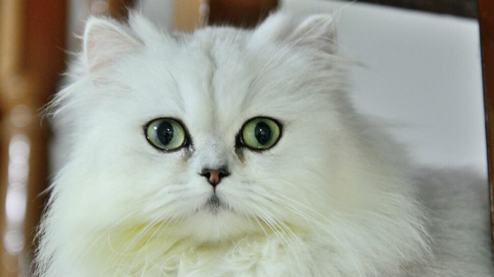 Le persan chinchilla, un chat raffiné