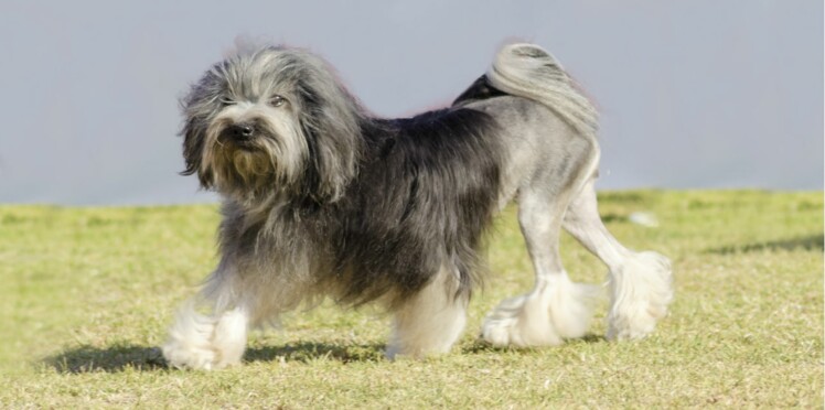 Le Petit Chien Lion Le Roi Du Toilettage Femme Actuelle