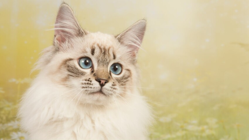 Le Ragdoll Un Chat Tres Docile Femme Actuelle Le Mag