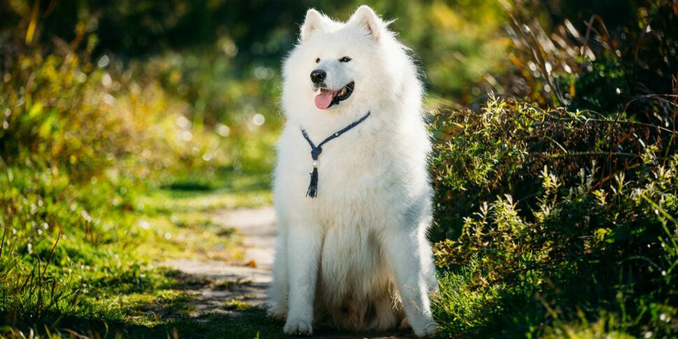 Le samoyède, un chien blanc comme neige