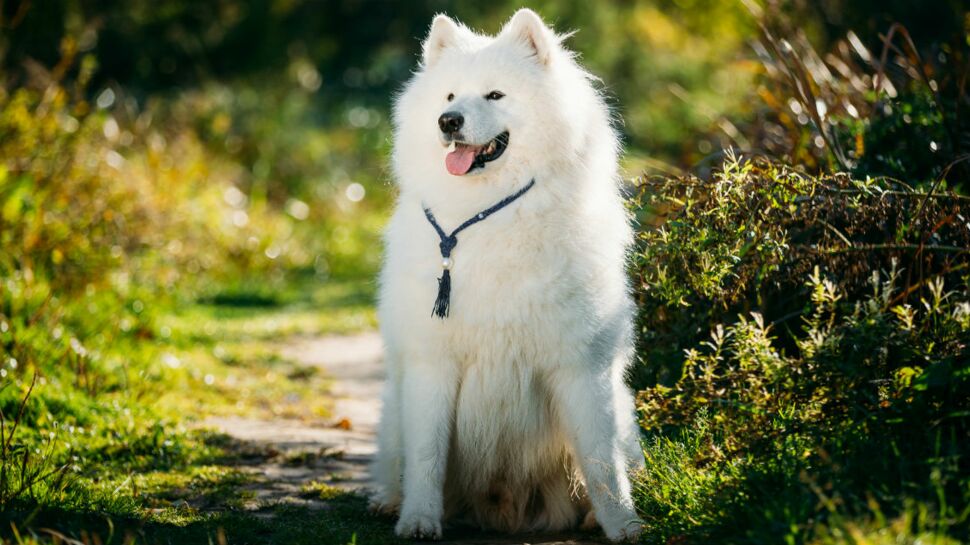 Le samoyède, un chien blanc comme neige
