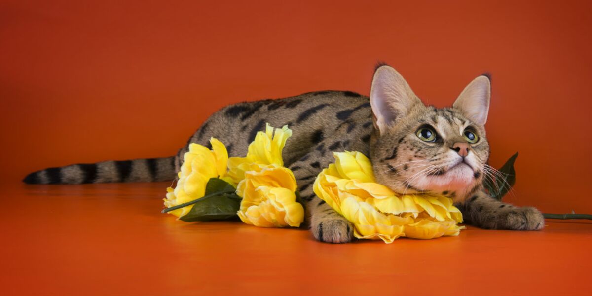 Le Savannah Un Chat Hors Normes Femme Actuelle Le Mag Le Savannah Un Chat Hors Normes Femme Actuelle Le Mag