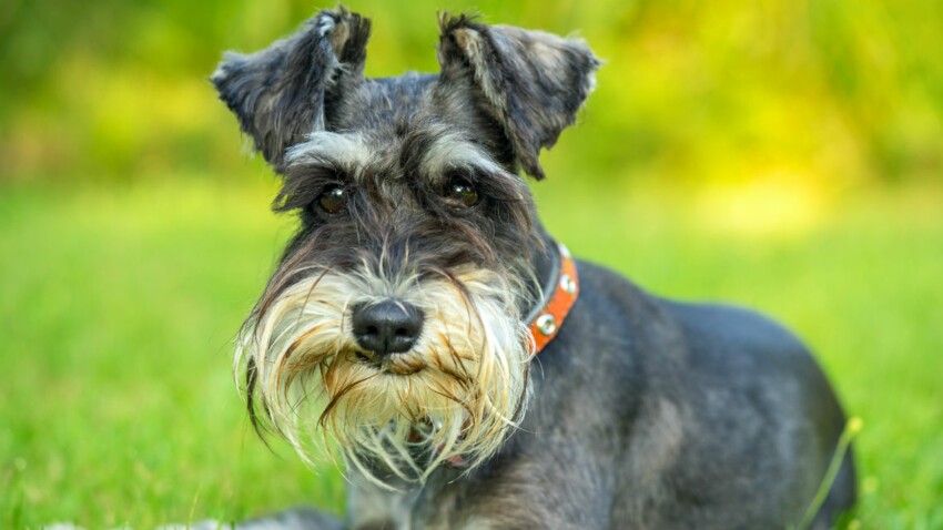 Le Schnauzer Un Chien Vif Comme L Eclair Femme Actuelle Le Mag