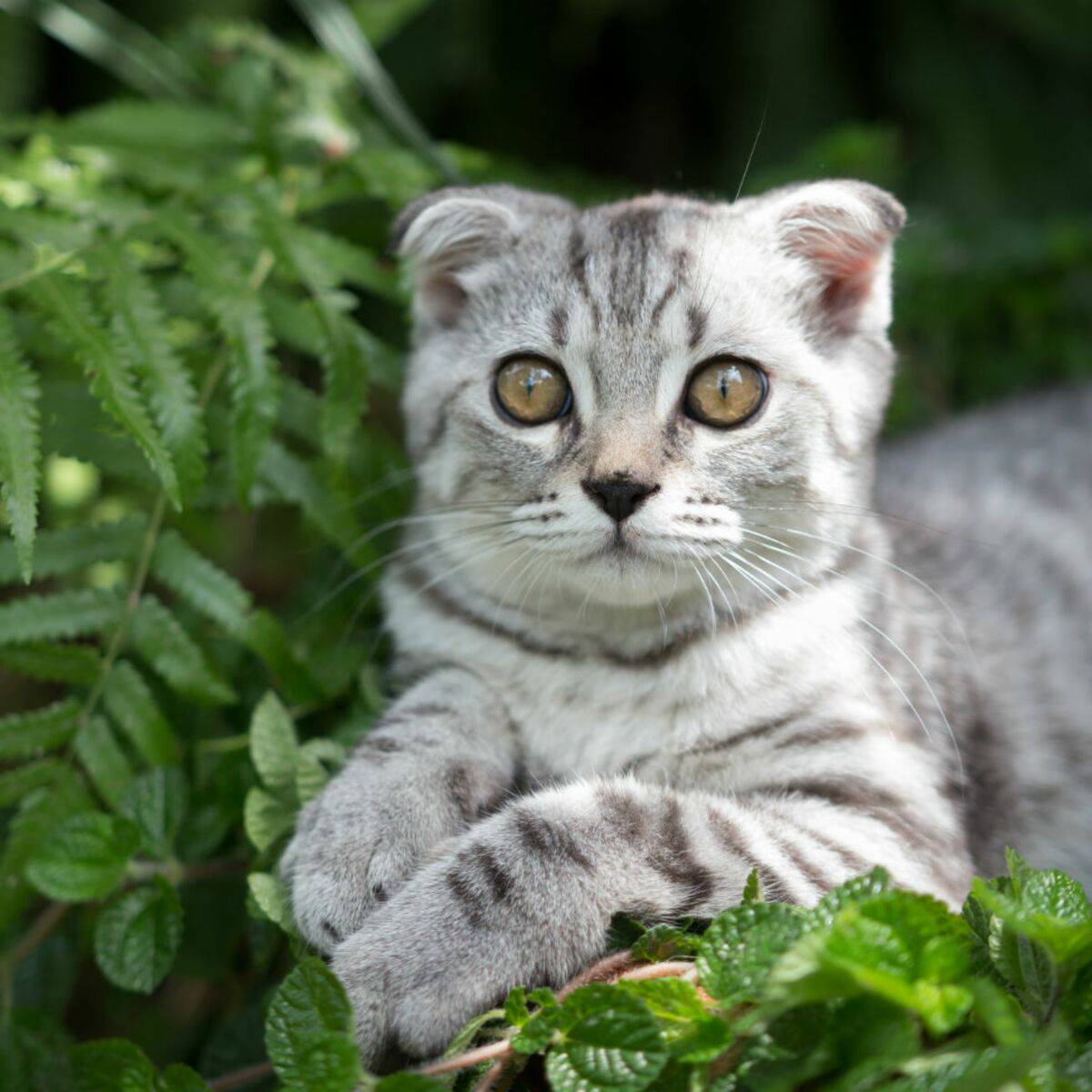 Le Scottish Fold Un Chat Tres Affectueux Femme Actuelle Le Mag