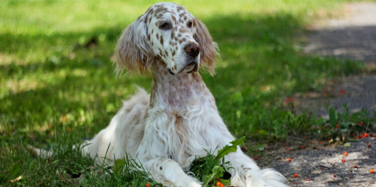 Cocker Spaniel Anglais Informations Et Faits Sur La Race