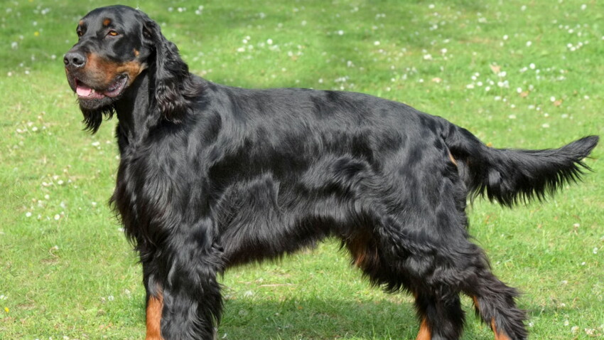 Le Setter Gordon Un Chien Tres Humain Femme Actuelle Le Mag