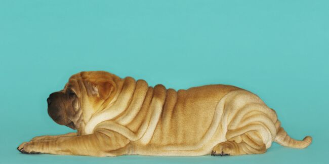 Le shar-pei, un chien tout plissé