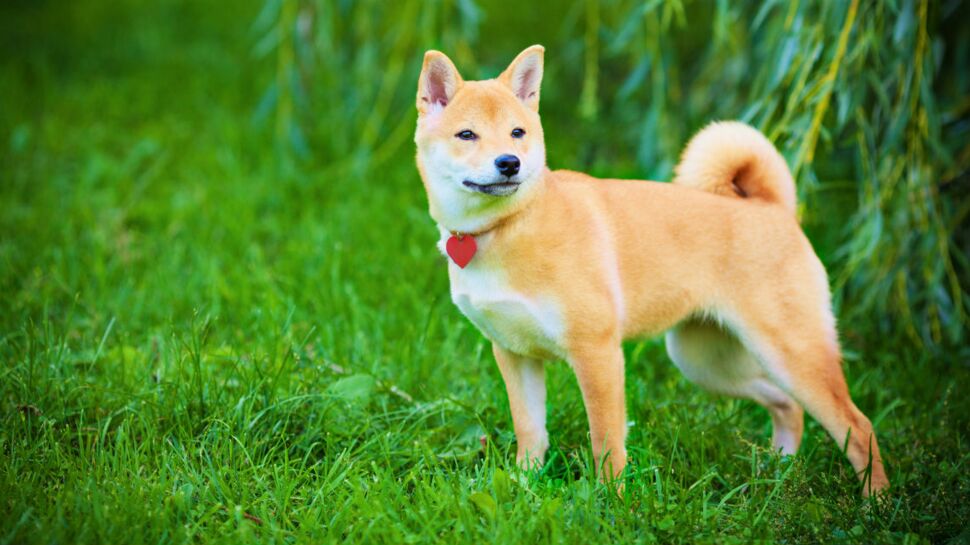 Le shiba inu, un chien solide