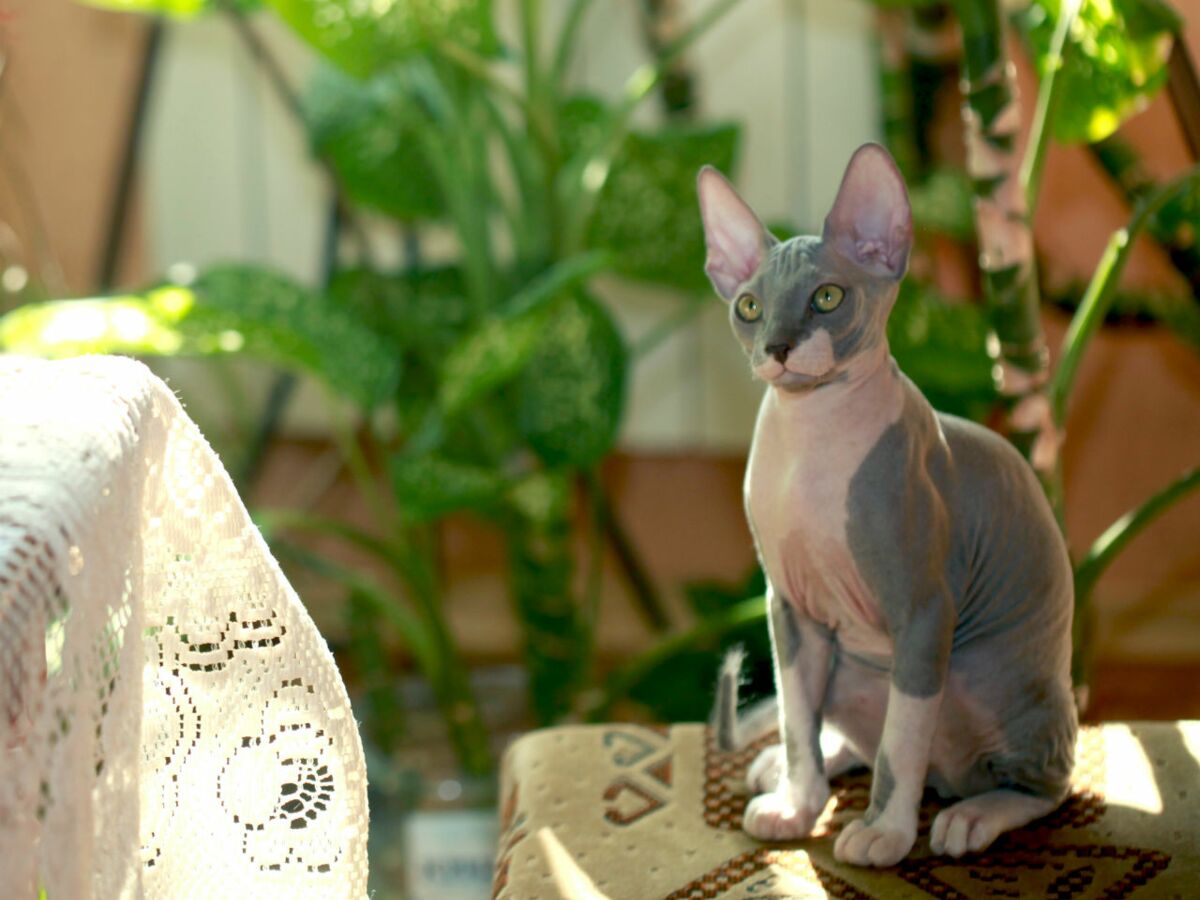 Le Sphynx Un Chat Tout Nu Femme Actuelle Le Mag