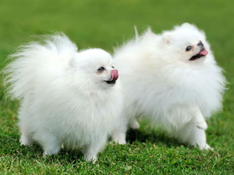 Le spitz nain, un chien citadin Femme Actuelle Le MAG