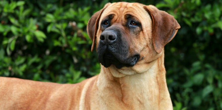 Le Tosa Un Chien Venu Du Japon Femme Actuelle Le Mag