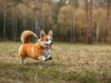 Le welsh corgi, un chien royal