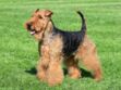Le welsh terrier, un chien remuant
