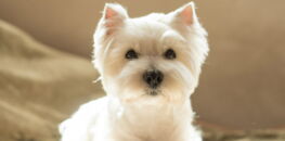 Le West Highland White Terrier Une Bouille à Bisous La