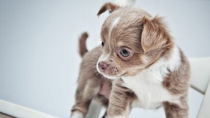 Les Prenoms Des Chats Et Des Chiens 16 Commencent Par La Lettre M Femme Actuelle Le Mag