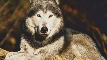 Naissance De 5 Bebes Loups Arctiques A Planete Sauvage Femme Actuelle Le Mag