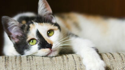 Une Nouvelle Espece De Chat Renard Decouverte En Corse Femme Actuelle Le Mag