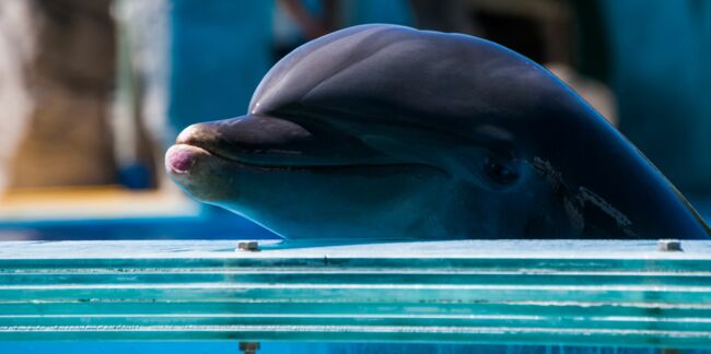 A quand la fin de la captivité des dauphins en France ?