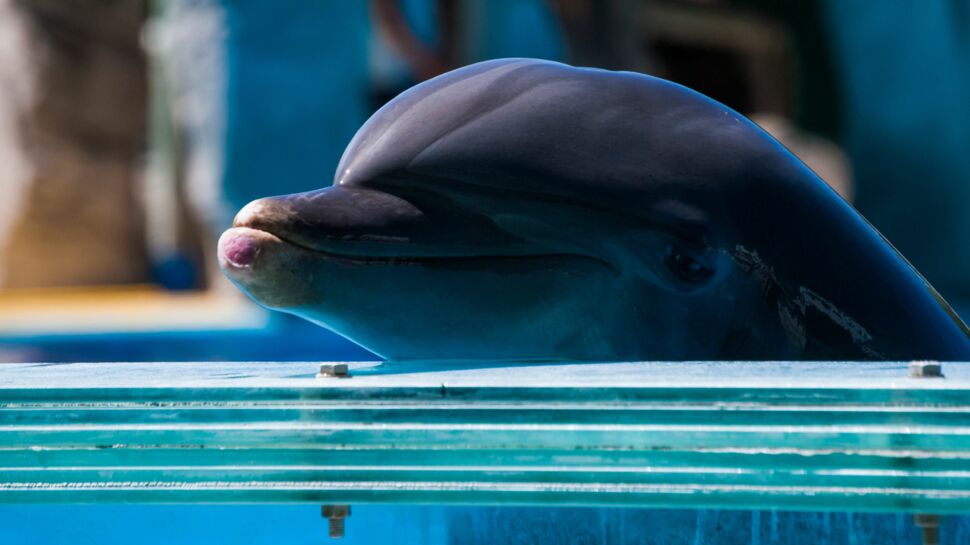 A quand la fin de la captivité des dauphins en France ?