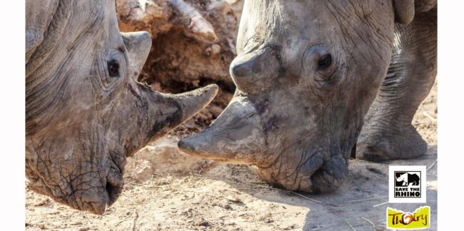 Au zoo de Thoiry, un rhinocéros est abattu par des braconniers pour sa corne