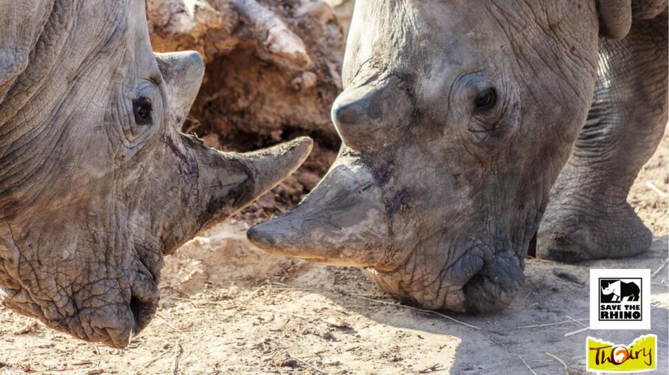 Au zoo de Thoiry, un rhinocéros est abattu par des braconniers pour sa corne