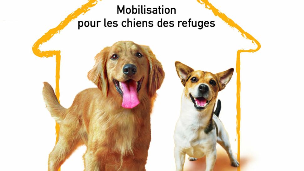 Adoptez les chiens des refuges