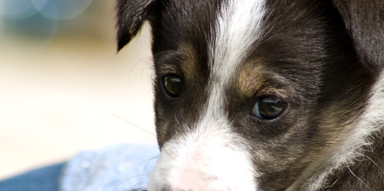 Spa Adoptez Un Chien Ou Un Chat En Vidéo Femme