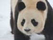 Un an déjà pour les deux pandas de Beauval