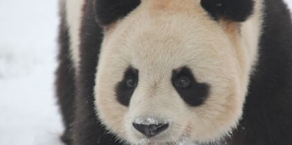 rencontres Panda rencontres sans paroles de pâte