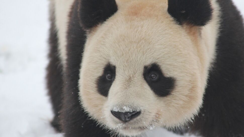 Un an déjà pour les deux pandas de Beauval