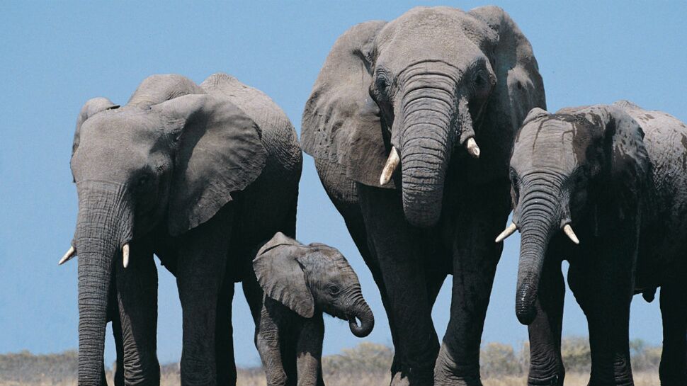 Au Kenya, la population d’éléphants s’est accrue