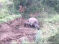 Un bébé rhinocéros tente de réveiller sa mère en vain...
