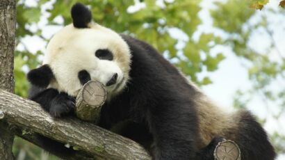 Trop Mignon Un Bebe Panda Ne Veut Plus Quitter Son Soigneur Femme Actuelle Le Mag